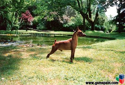 (Perros) PINSCHER AUTENTICOS, hijos de campeones.