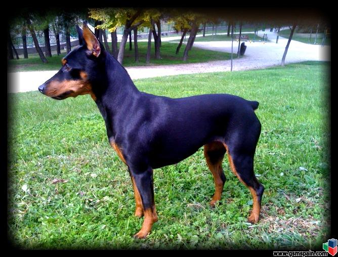 (Perros) PINSCHER AUTENTICOS, hijos de campeones.