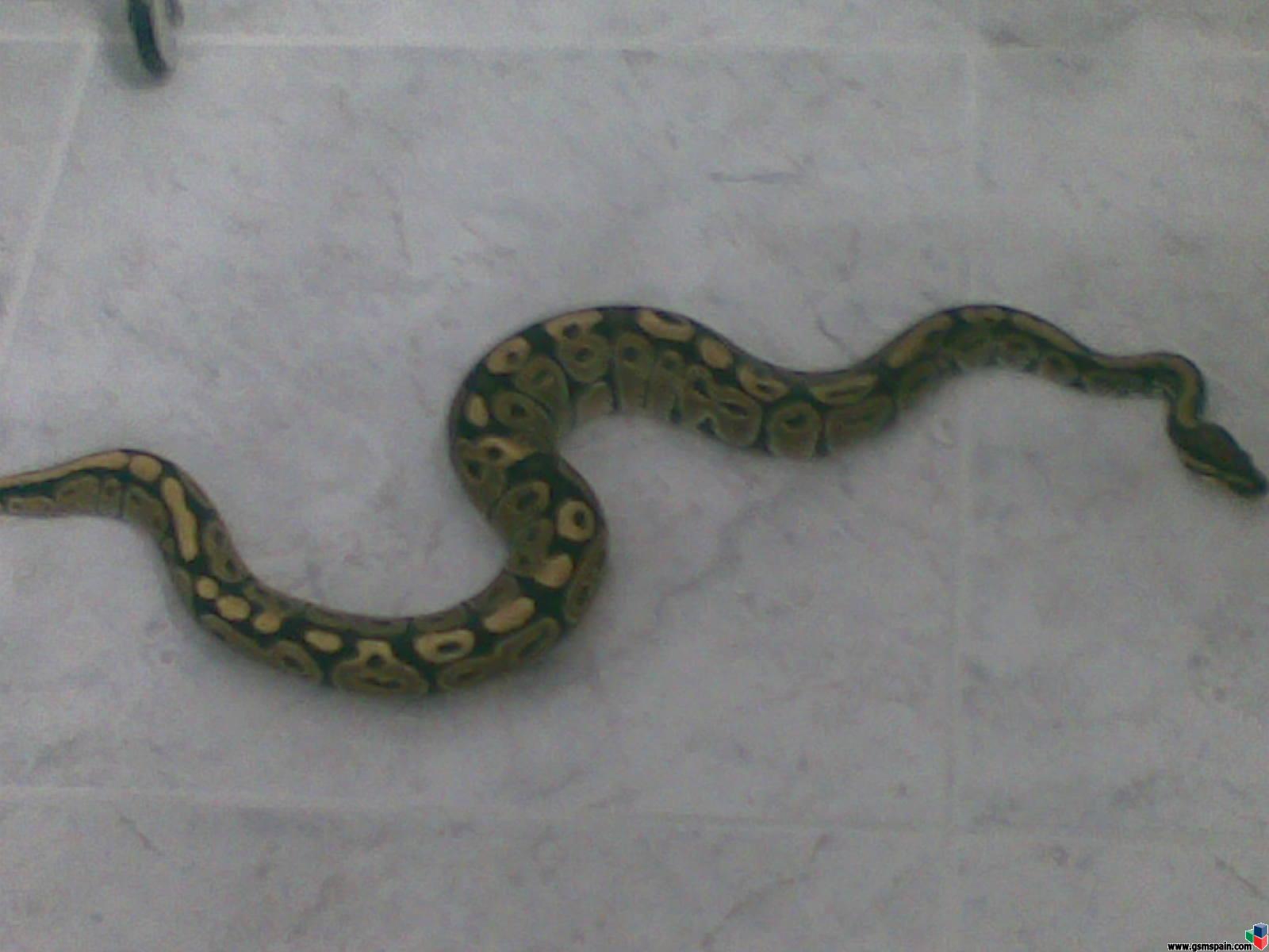 Vendo python regius