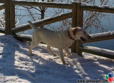 [vendo] Se Busca Hogar Para Distintos Animales