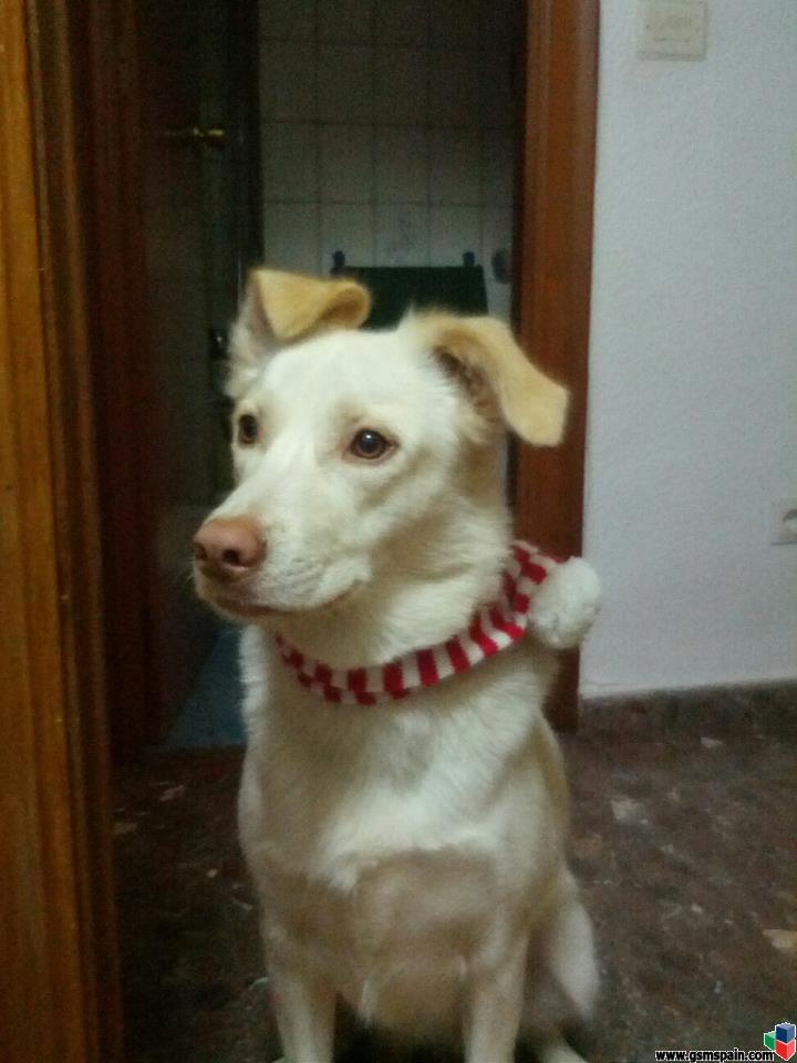 [AYUDA] Busco husky siberiano en Murcia