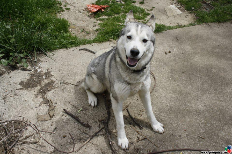 [AYUDA] Busco husky siberiano en Murcia