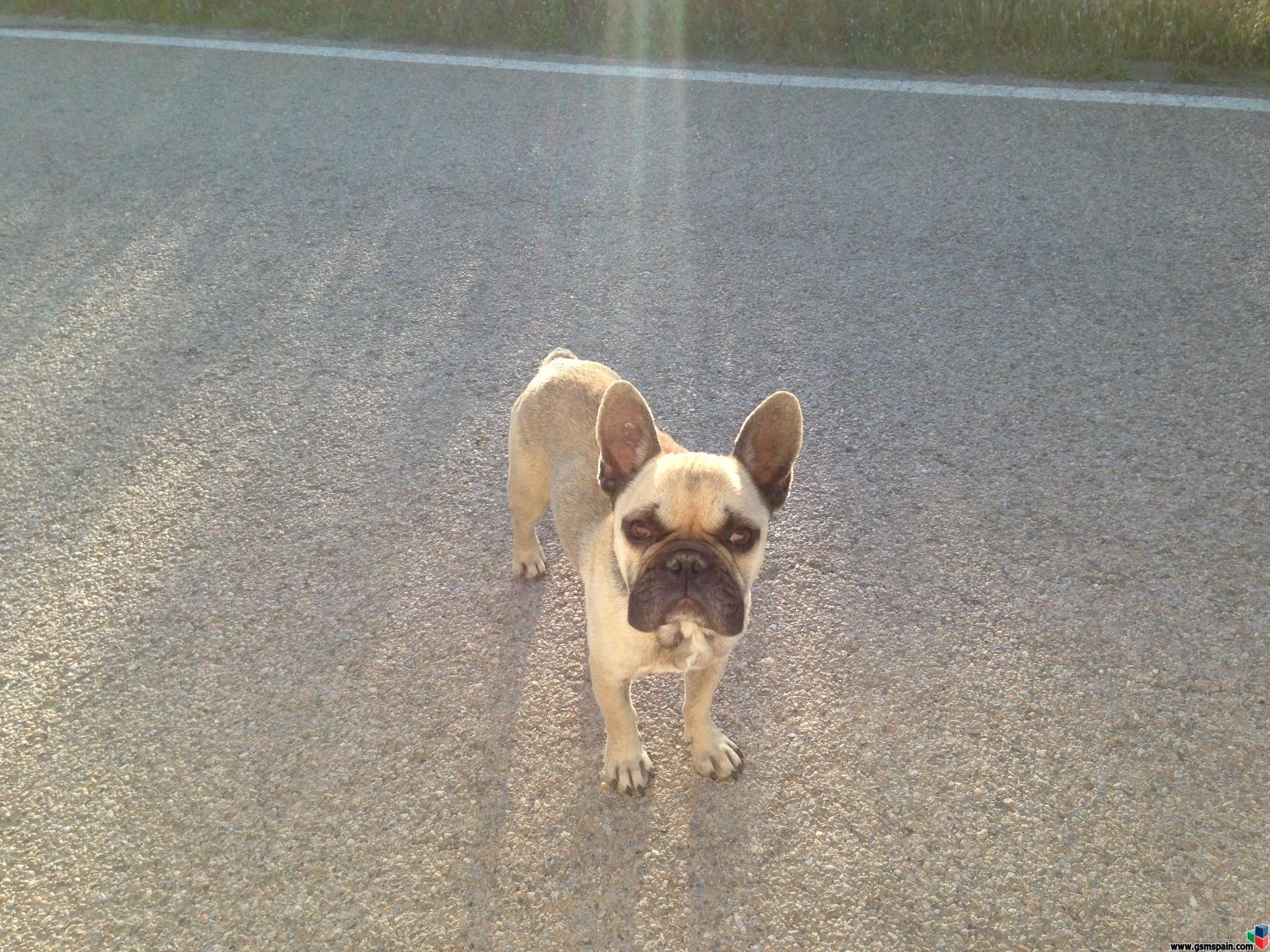 Bulldog frances PERDIDO o ABANDONADO