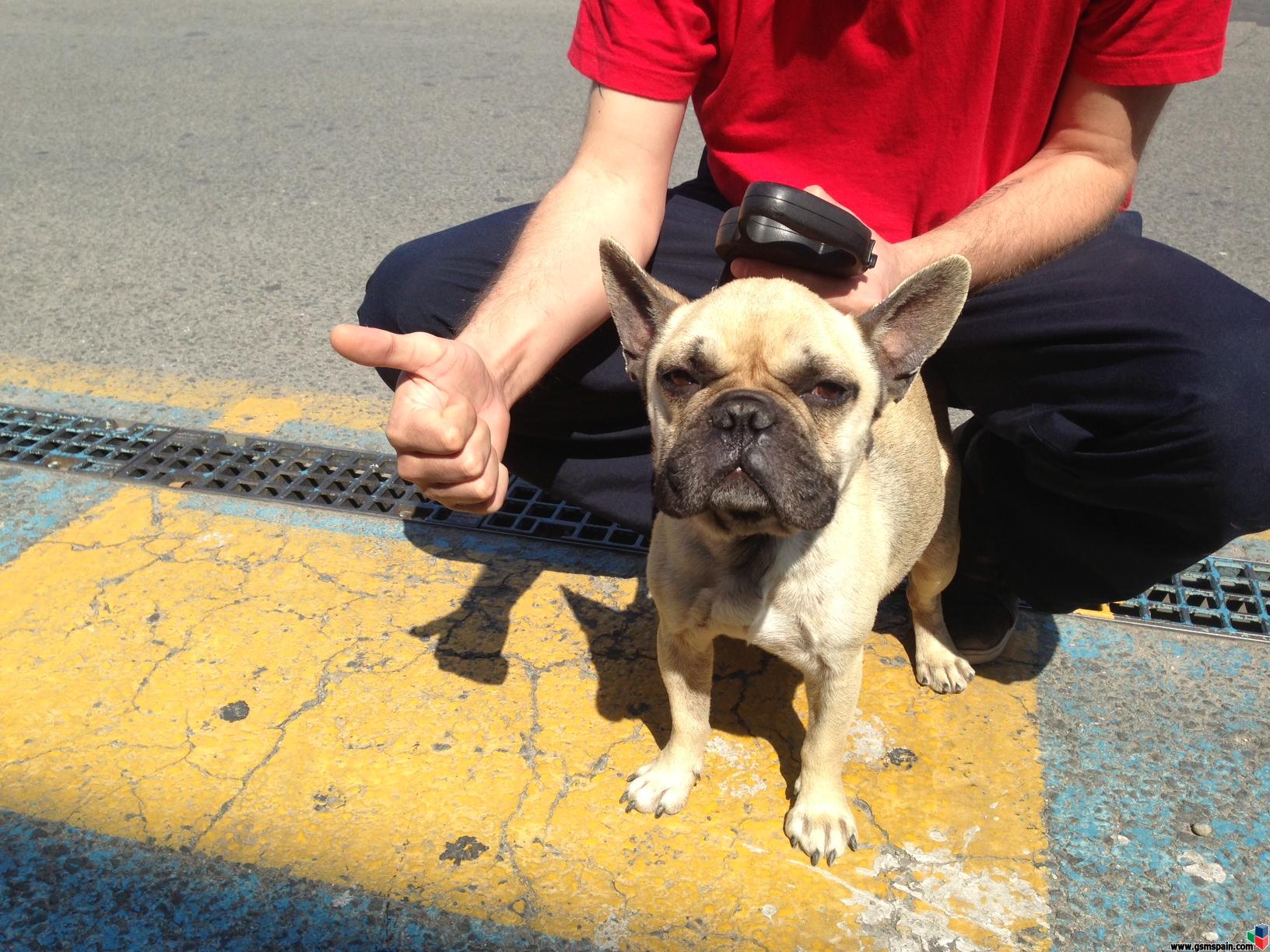 Bulldog frances PERDIDO o ABANDONADO