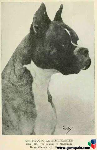 Mi primer perro, asustado.