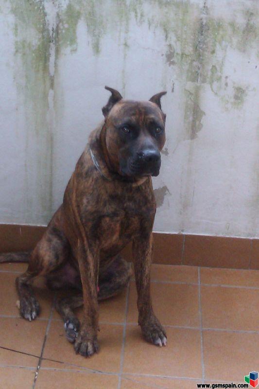 Mi primer perro, asustado.