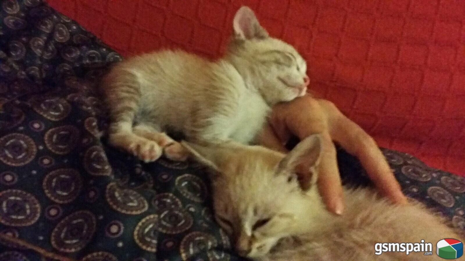 [AYUDA] Pregunta para los que tenis mascota y trabajais todo el dia.