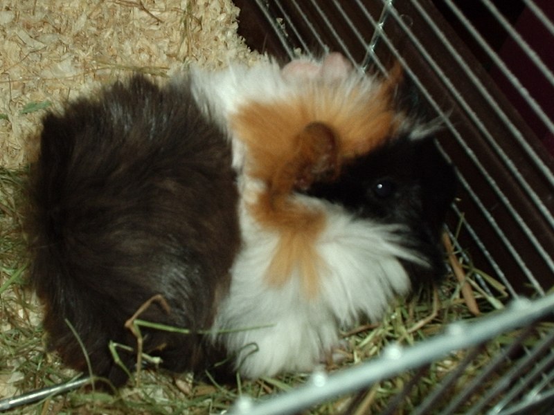 os presento a mi peke: KinKi :D