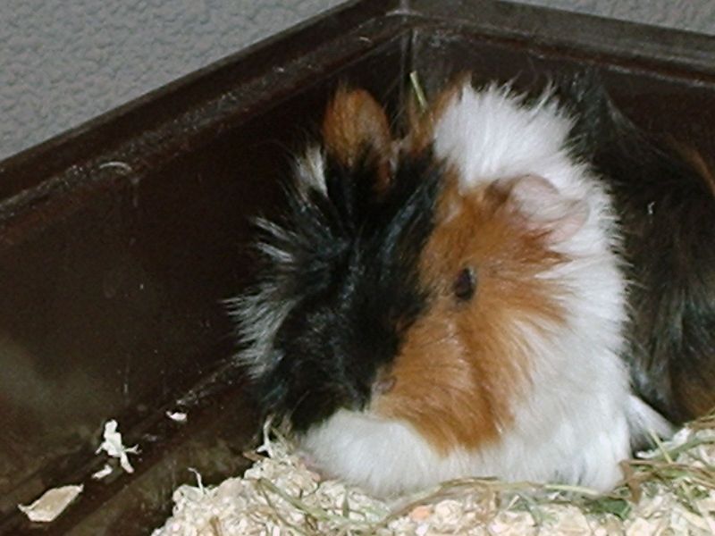 os presento a mi peke: KinKi :D